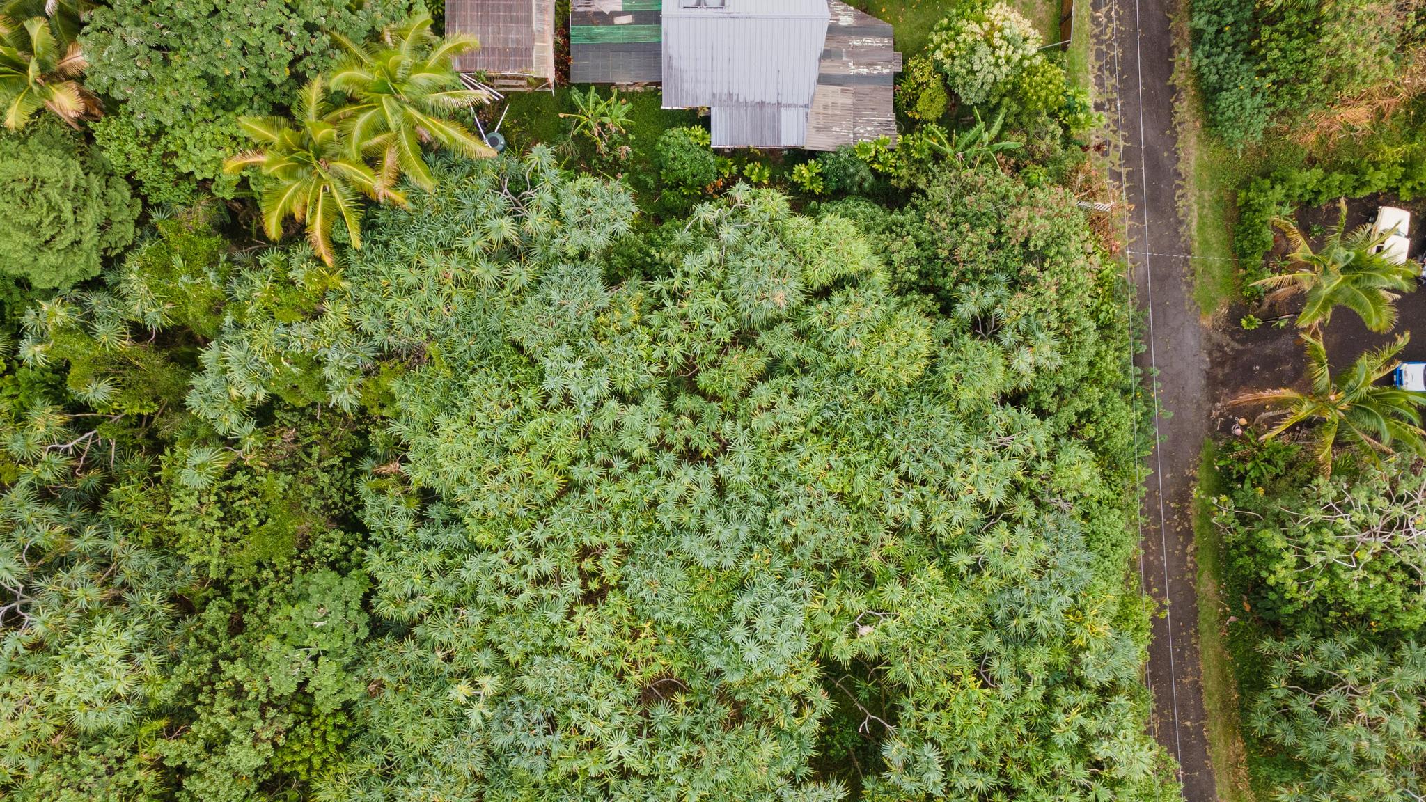 Land in Pahoa 5