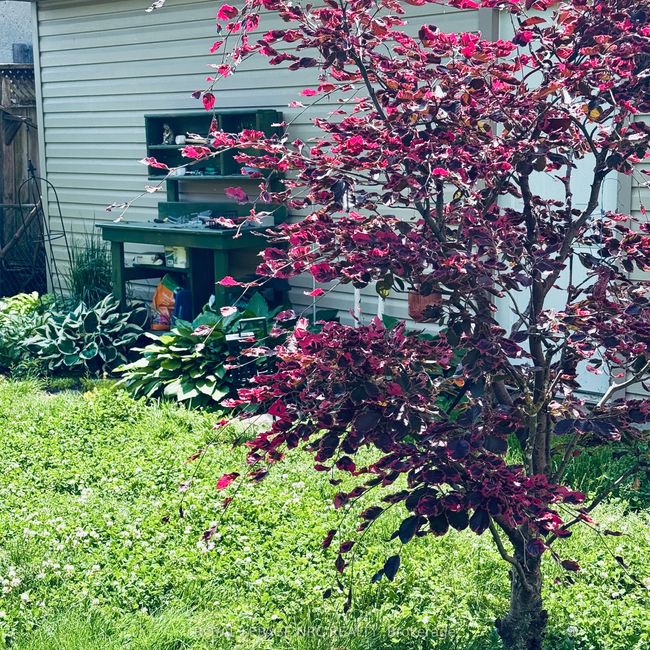 16 Mcghie St, House other with 3 bedrooms, 1 bathrooms and 4 parking in Saint Catharines ON | Image 4