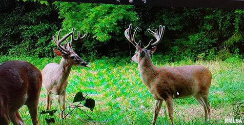 000 Island Rd, Grand Tower, IL, 62942 | Card Image