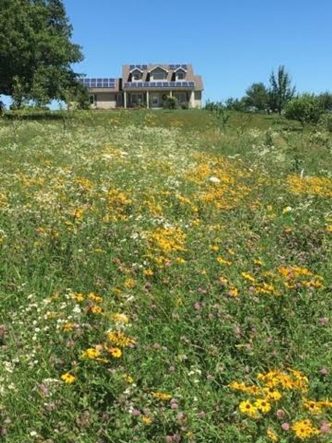 Fields of wildflowers | Image 82