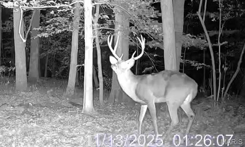 0000 Forest Rd, Ava, IL, 62907 | Card Image