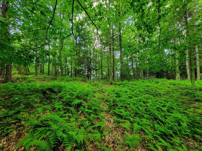 1730 Sinclair Rd, Home with 0 bedrooms, 0 bathrooms and null parking in Johnson VT | Image 28