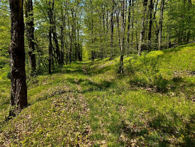 View of local wilderness | Image 16