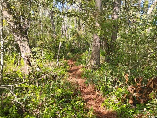 View of wooded area | Image 28