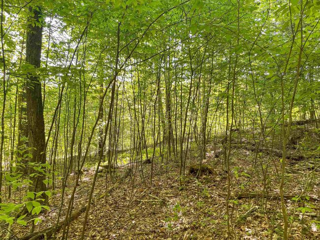 Lot 93 Laurel Loop   Whitewater Preserve Loop, Home with 0 bedrooms, 0 bathrooms and null parking in Bruceton Mills WV | Image 11