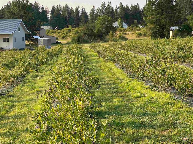 View of yard | Image 6