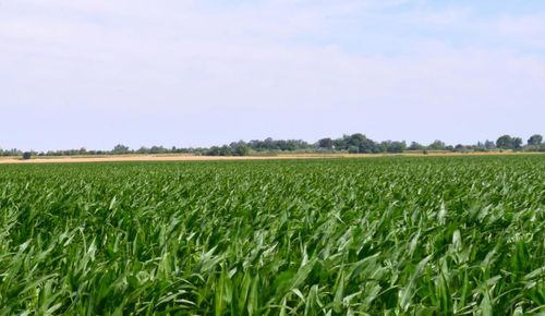 16071 Tyler Island Rd, Isleton, CA, 95641 | Card Image