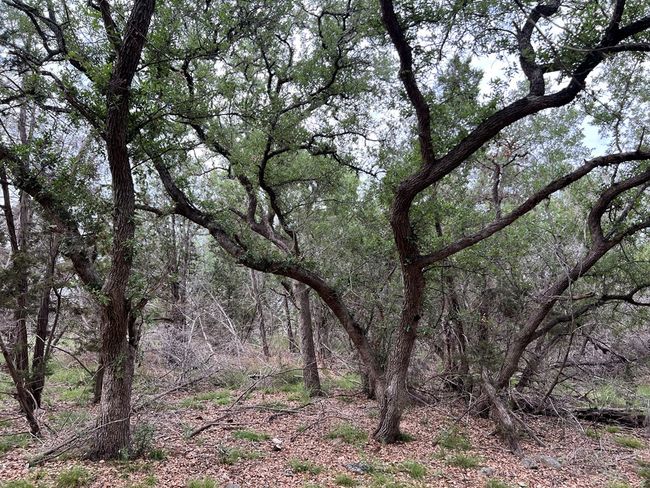 41 - TBD Blanco Ave, Home with 0 bedrooms, 0 bathrooms and null parking in Blanco TX | Image 7