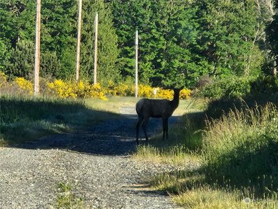 0 Us Hwy 12, Home with 0 bedrooms, 0 bathrooms and null parking in Randle WA | Image 3