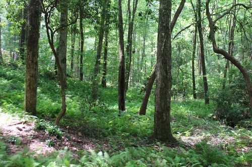 Lot 25 Shelton Springs Dr, Hayesville, NC, 28904-8066 | Card Image