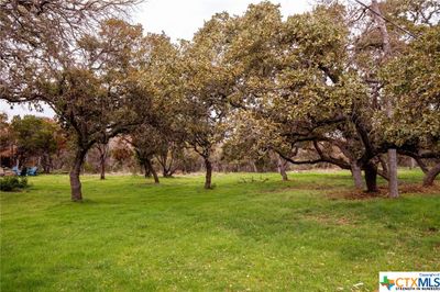 Plenty of Oak trees | Image 2