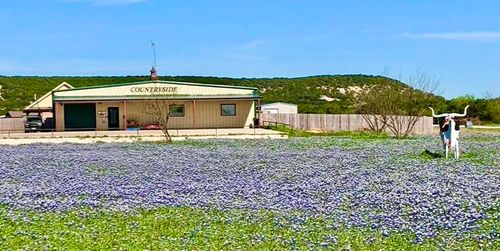 101 Cedar Gap Trl, Tuscola, TX, 79562-3738 | Card Image