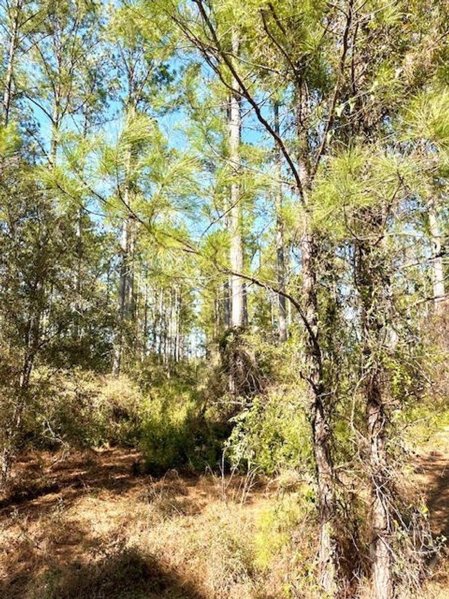 0 W Marsh Way, Home with 0 bedrooms, 0 bathrooms and null parking in Townsend GA | Image 4