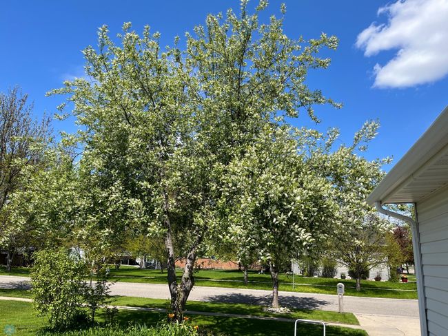Spring Foliage | Image 59