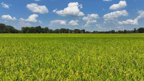 00 Us Highway 49, Brinkley, AR, 72021 | Card Image