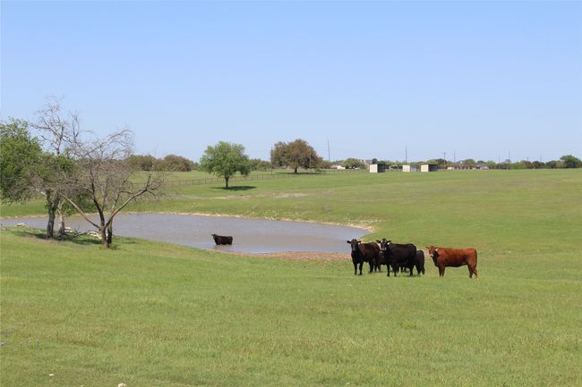 View from the Swimming pool area, cattle grazing in the pasture | Image 21