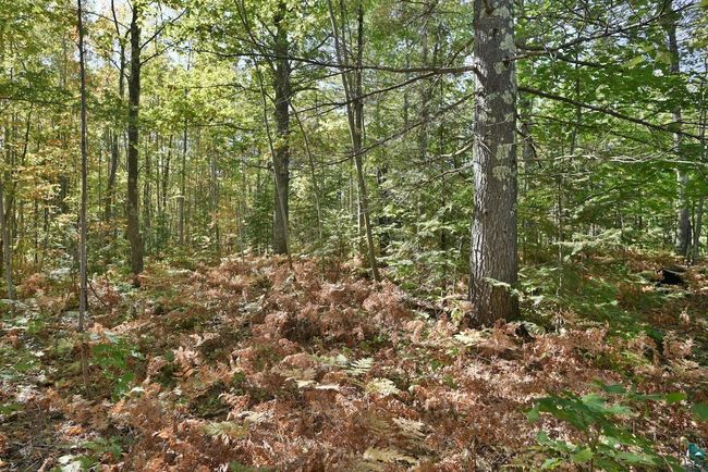 Lot 1 County Highway C, Home with 0 bedrooms, 0 bathrooms and null parking in Cornucopia WI | Image 15