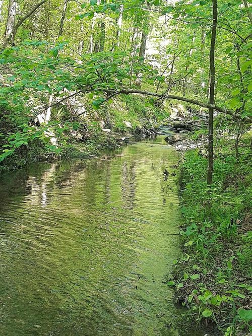 TBD Pleasant Point, Mount Ida, AR, 71957 | Card Image
