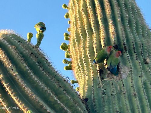 6614 E Juniper Ave, Scottsdale, AZ, 85254-5647 | Card Image