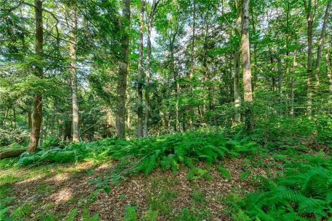 View of local wilderness | Image 16