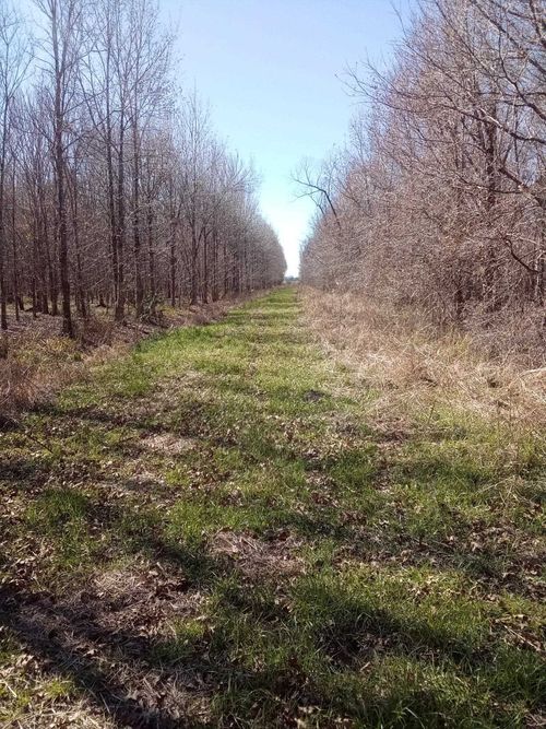 Greenwood Plant Ne Greenwood Plantation Rd, Thibodaux, LA, 70301 | Card Image