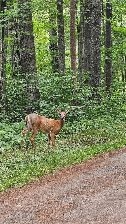 Lots 17, 18, 36-40 BLK 13 Dixon Ave, BASS LAKE, WI, 54843 | Card Image