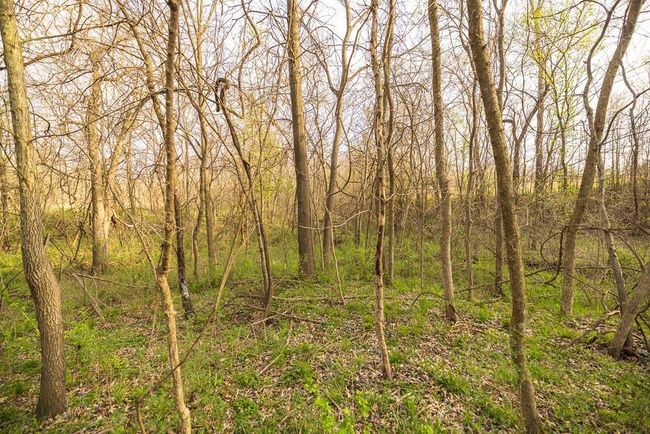 View of nature featuring a forest view | Image 85
