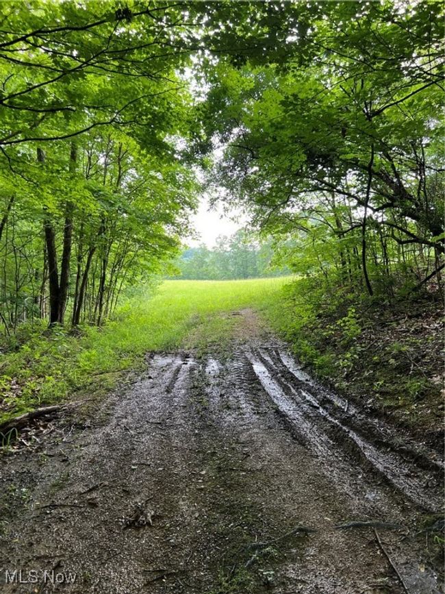 Lane to spring | Image 12