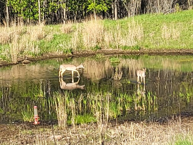 Wildlife deer | Image 34