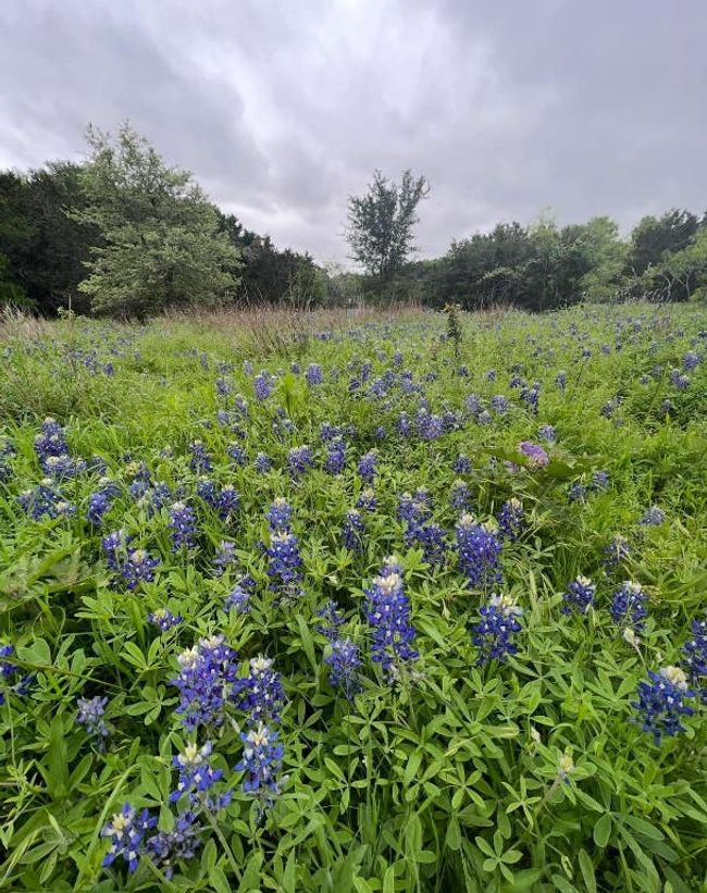 Mary Moore Searight park at end of Bilbook. | Image 36