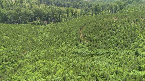 0 Low Gap Rd, Sugar Tree, TN, 38380 | Card Image