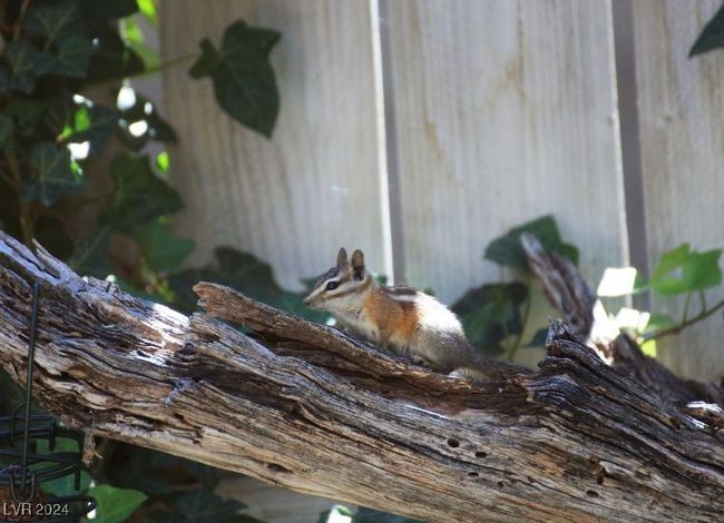 MT. CHARLESTON AREA - Wildlife | Image 33