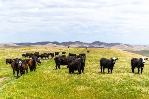 8050 Bitterwater Rd, Shandon, CA, 93461-9624 | Card Image