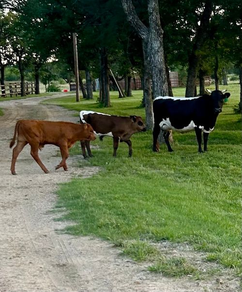 895 Sunset Mountain Rd, Lipan, TX, 76462-3411 | Card Image