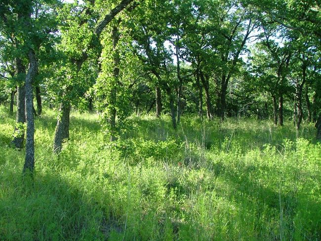 Lot 265 Ridgeline Dr, Home with 0 bedrooms, 0 bathrooms and null parking in Chico TX | Image 12