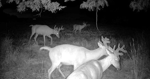 0 County Road E, STOCKHOLM, WI, 54769 | Card Image