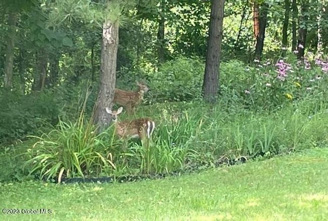 Two Fawns in Flower Bed | Image 31