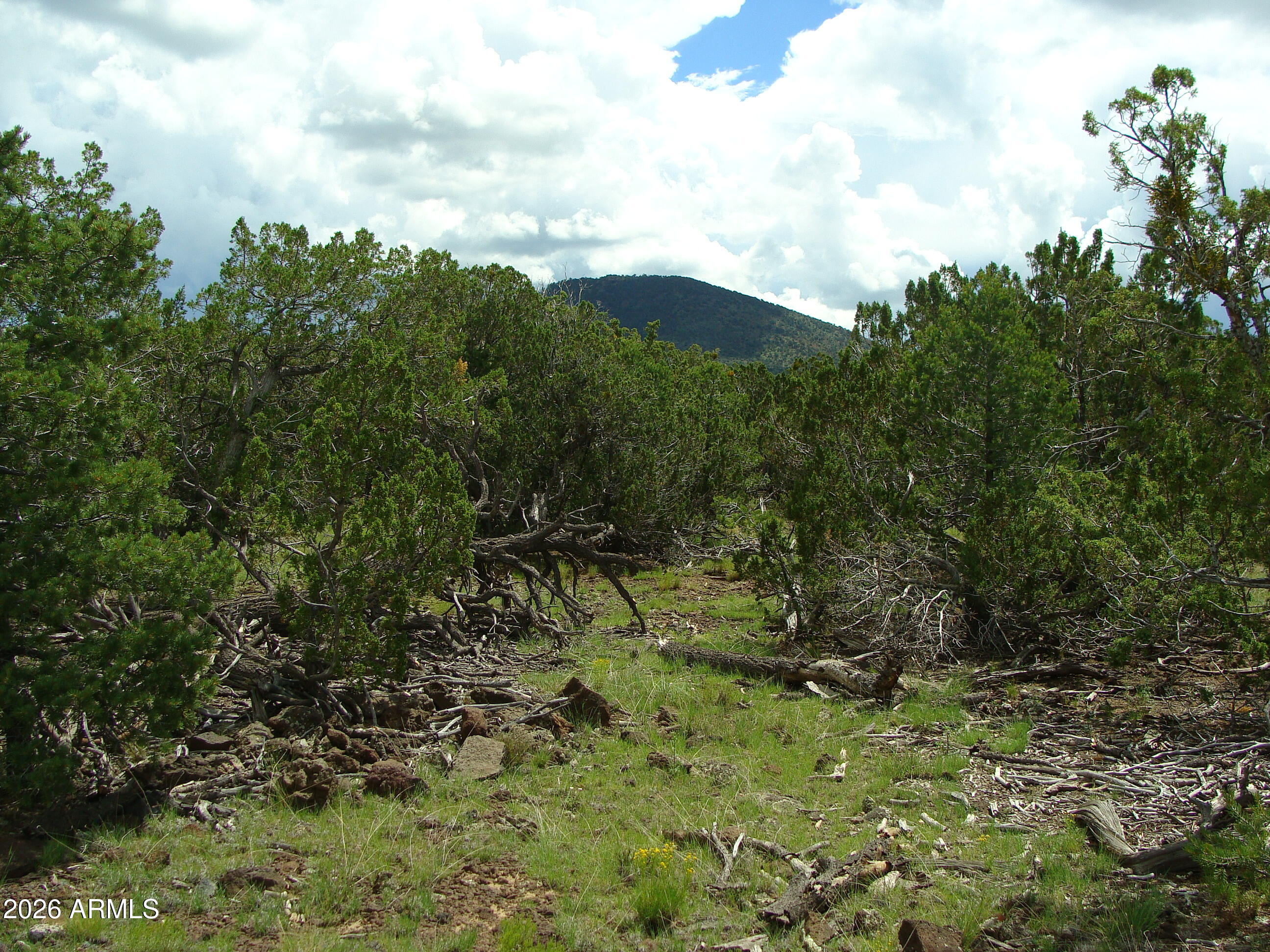 Land in Seligman