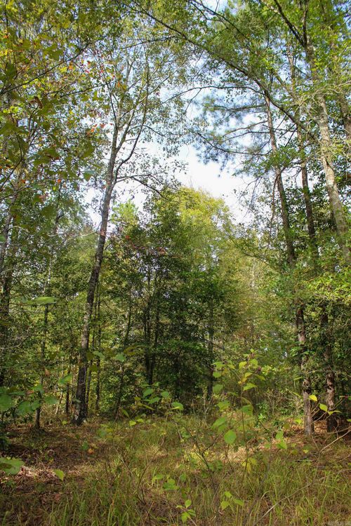 TBD Polk 151 Rd, Hatfield, AR, 71945 | Card Image