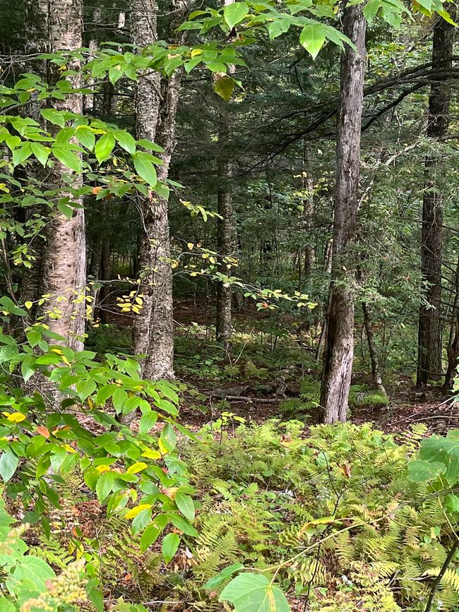 0 Wymans Falls Rd, Home with 0 bedrooms, 0 bathrooms and null parking in Chester VT | Image 4