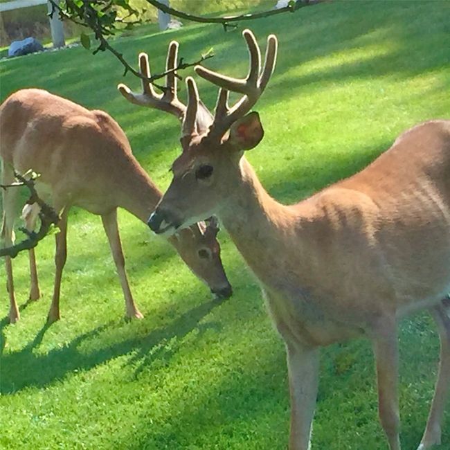 Wildlife on property | Image 33