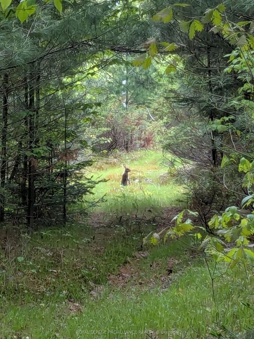 0000 Highway 7, Kaladar, ON, K0H1Z0 | Card Image