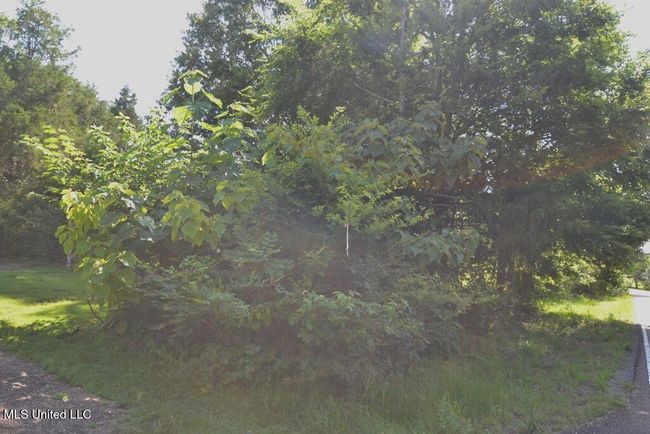 Beautiful Trees | Image 4