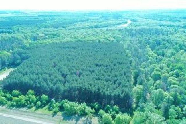 Mature Pines.jpeg | Image 51