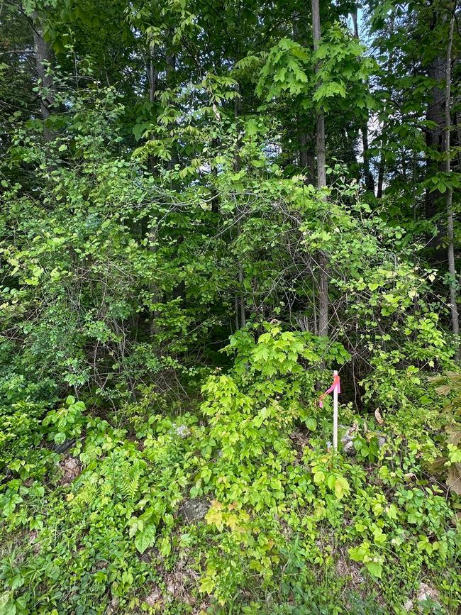 LOT-2 - 123 Rte 5, Home with 0 bedrooms, 0 bathrooms and null parking in Westminster VT | Image 6
