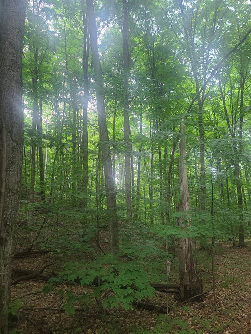 0000 Trail 29 Lane, Custer Township, MI, 49676 | Card Image