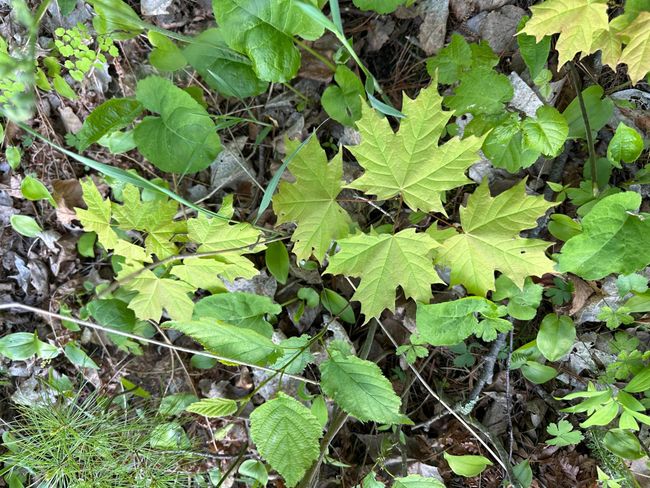 Maple.jpg | Image 10