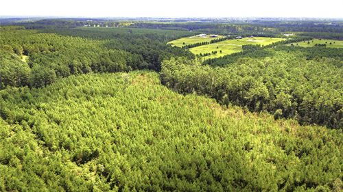 TBD Stutts, Livingston, TX, 77351 | Card Image