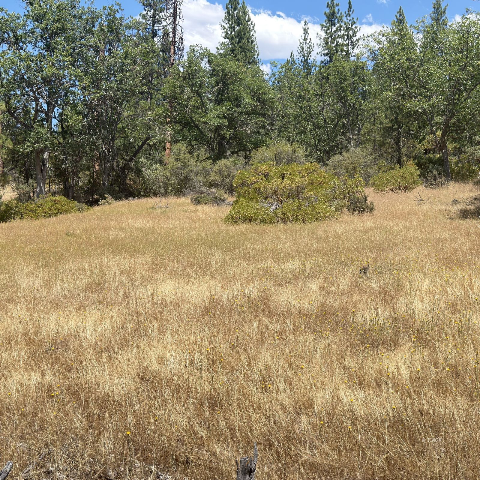 Land in Hayfork 5