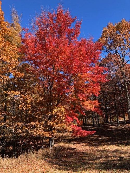 217 Day Dream Dr, Dunlap, TN, 37327 | Card Image